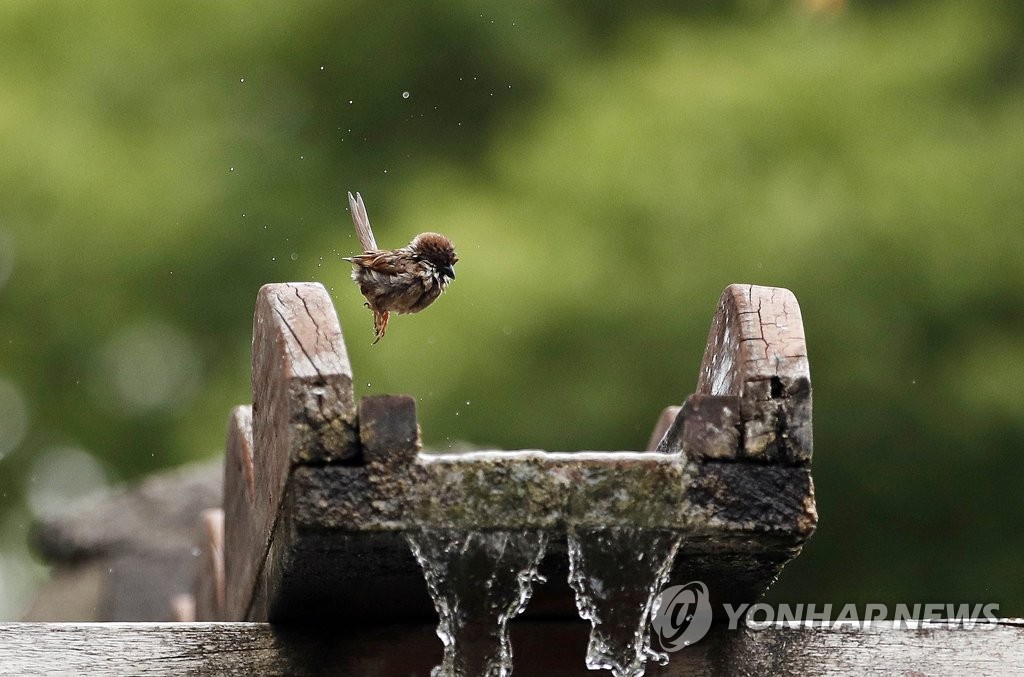 폭염특보…물속에 뛰어드는 참새