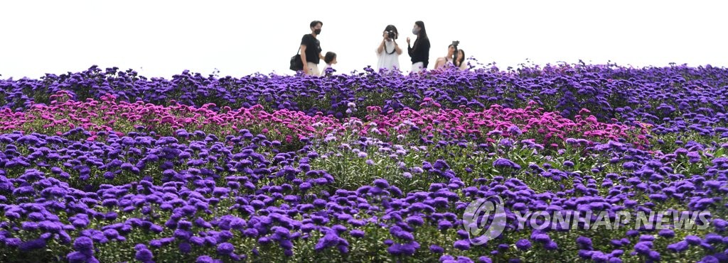 '아스타' 활짝 핀 거창 감악산