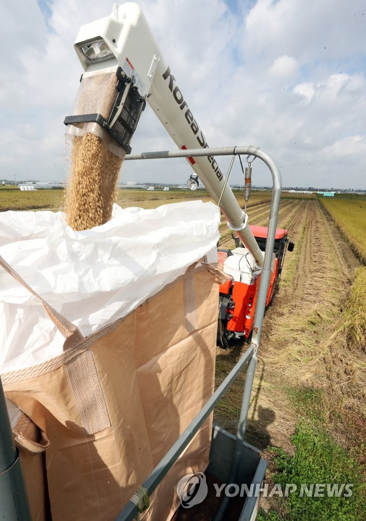 Rice harvesting Rice harvesting