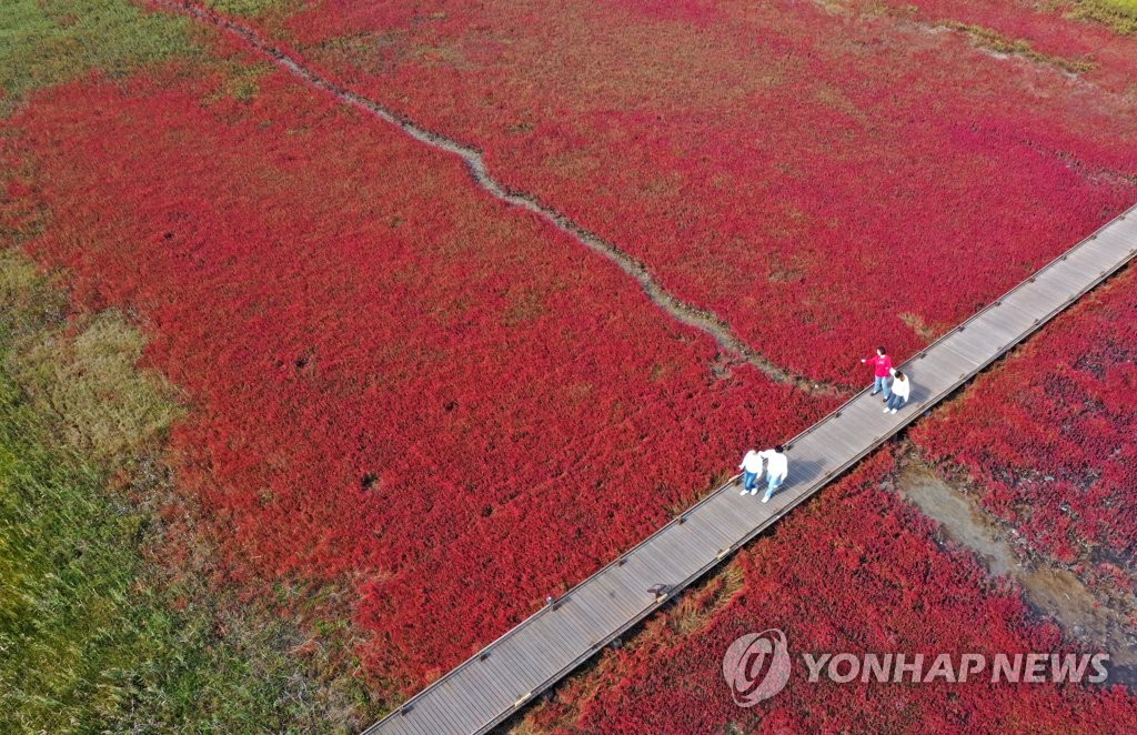 가을맞아 붉게 물든 갯벌
