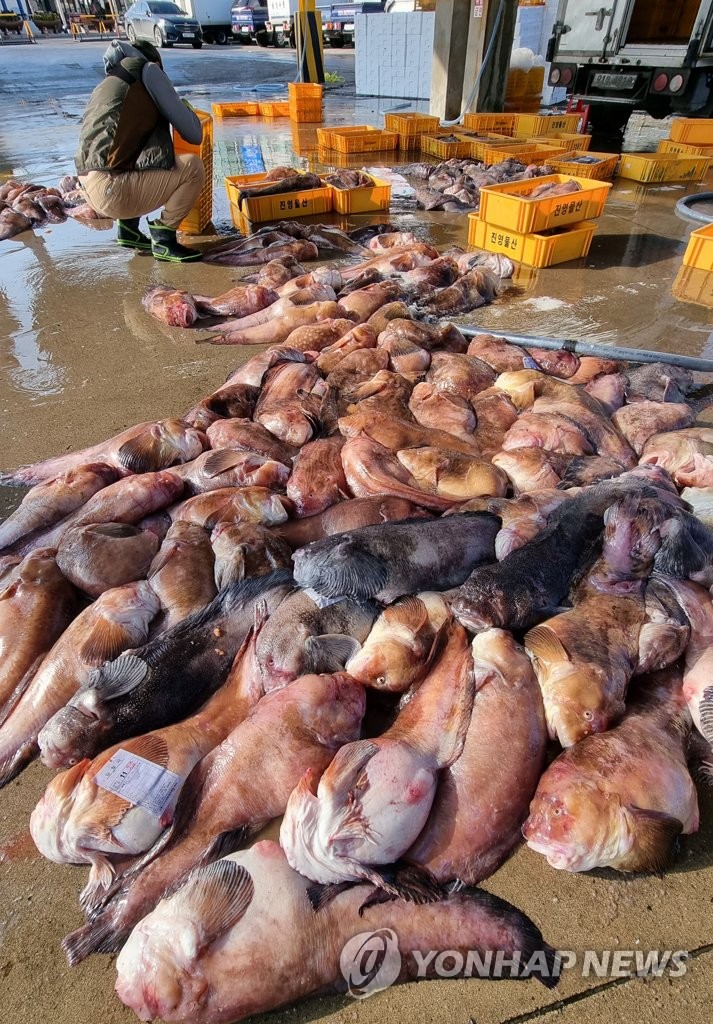 Big haul of moray eels in S. Korea Big haul of moray eels in S. Korea