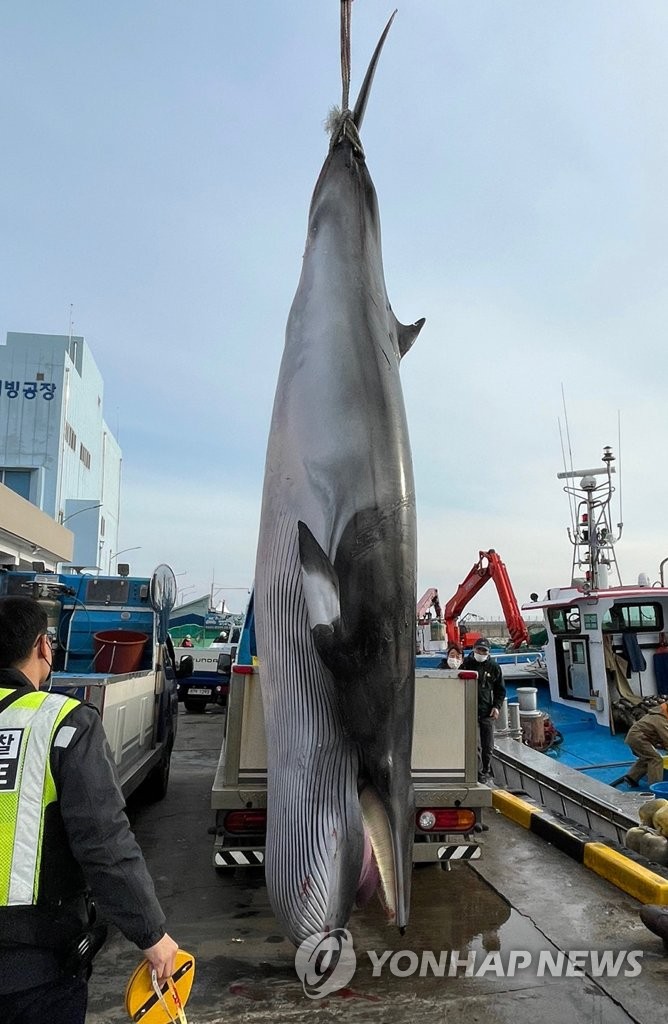 고성 공현진 앞 해상서 밍크고래 혼획