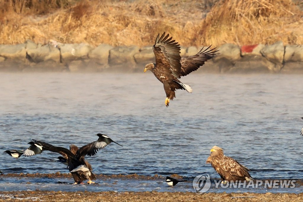 흰꼬리수리의 날갯짓
