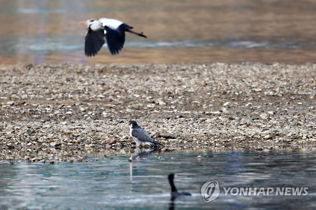 멸종위기 동물 매