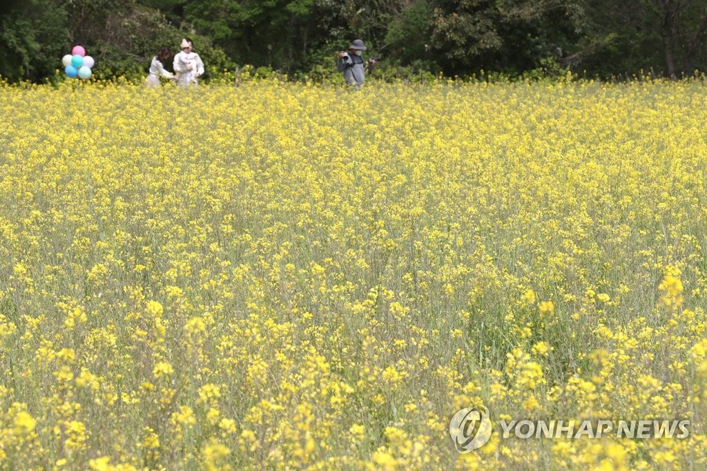 제주 항몽유적지의 봄