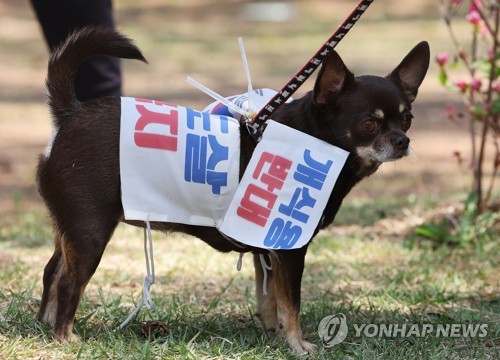 모란 개시장 완전 철폐 촉구 집회 참석한 반려견