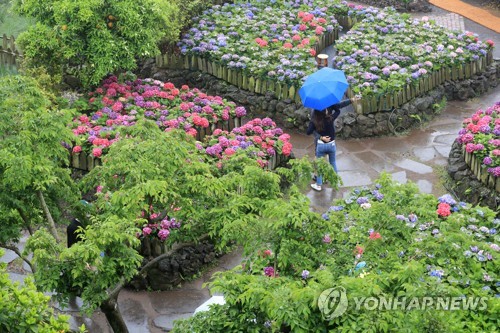 비 내리는 제주