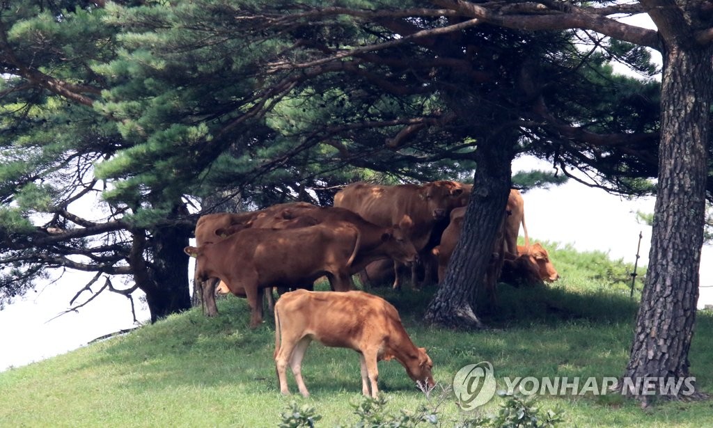"아직 더워요" 나무 그늘에서 쉬는 한우들