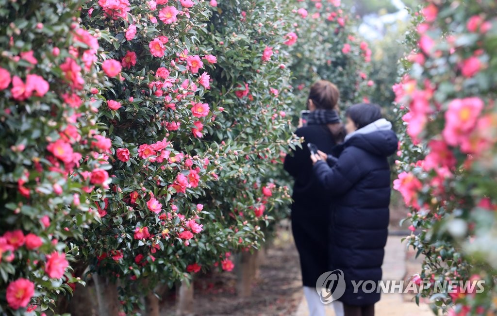 동백꽃 피는 계절