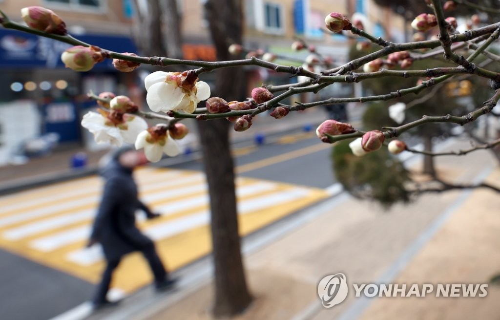 혹한에도 꽃은 피고
