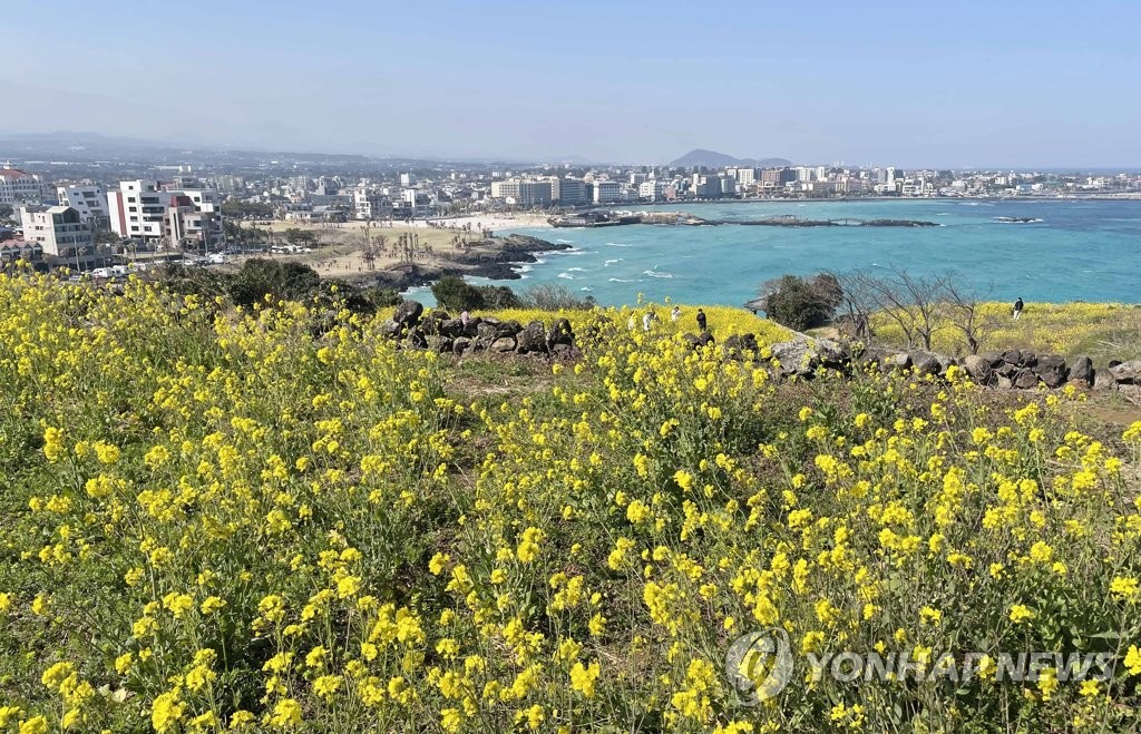 제주의 봄