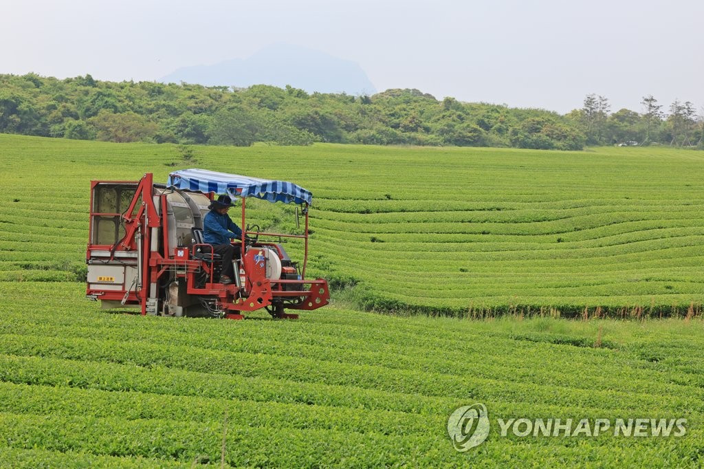 A farmer collects tea leaves at a farm on the southern resort island of Jeju on May 17, 2023. (Yonhap)