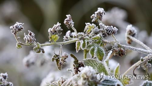 كوريا الجنوبية تواجه أبرد طقس صباحي في هذا الخريف