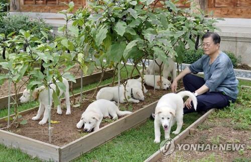الرئيس السابق «مون» يقرر إعادة الكلبين اللذين أهداهما الزعيم الكوري الشمالي «كيم جونغ-أون» إلى الدولة
