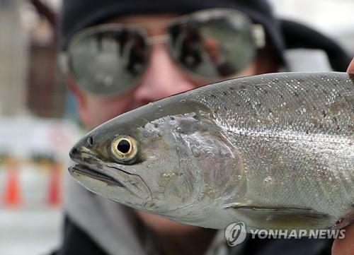 This file photo provided by the Hwacheon County Office shows a mountain trout caught during the 2019 Hwacheon Sancheoneo Ice Festival held in Hwacheon in January 2019. (PHOTO NOT FOR SALE) (Yonhap)