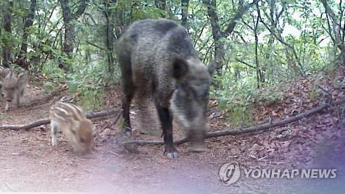 (LEAD) No. of ASF-positive wild boars in S. Korea reaches 106 - 1