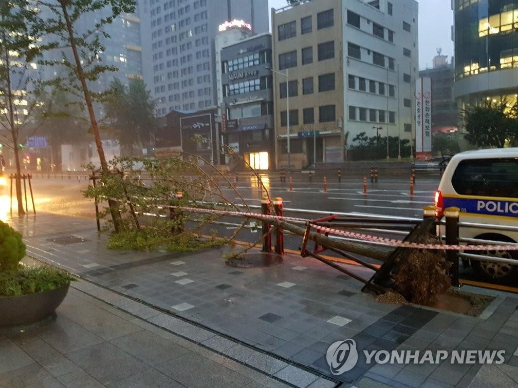 The photo shows a snapped tree in Busan as Typhoon Haishen neared the port city on Sept. 7, 2020. (Yonhap)