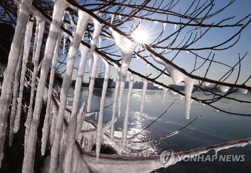 Icicles hang from trees at a Han River park in eastern Seoul on Jan. 6, 2021, as the season's coldest weather struck the capital. (Yonhap)