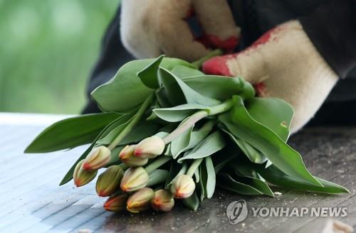 This Feb. 18, 2021 photo shows cut tulips at a flower farm in Chuncheon, 85 kilometers east of Seoul. (Yonhap)