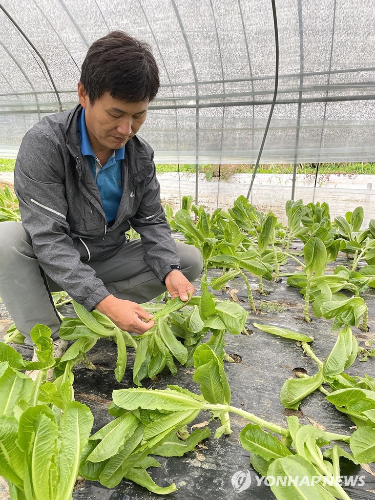 Koh Jin-taek, a farmer in Anseong, Gyeonggi Province, checks the condition of his romaine lettuce crops at his farm on Oct. 15, 2021. (Yonhap)