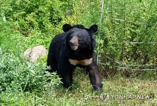 This file photo, provided by the Korea National Park Research Institute, shows an Asiatic Black Bear, also known as moon bears. (PHOTO NOT FOR SALE) (Yonhap)