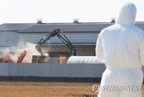 Excavators bury culled chickens at a farm in the central city of Pyeongtaek, Gyeonggi Province, on Feb. 8, 2022, after a suspected case of highly pathogenic avian influenza was reported there. (Yonhap)