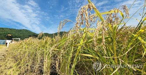 Rice farmers' net income hits 20-year high in 2021 - 1