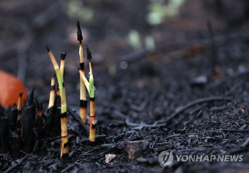 Gov't to inject 417 bln won into disaster relief for east coast wildfire