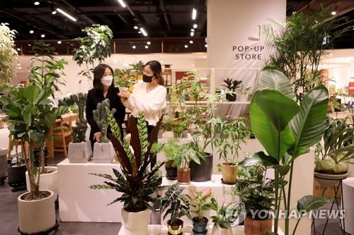 This file photo, provided by Shinsegae Department Store on Dec. 27, 2021, shows a pop-up store featuring various plants. (PHOTO NOT FOR SALE) (Yonhap)