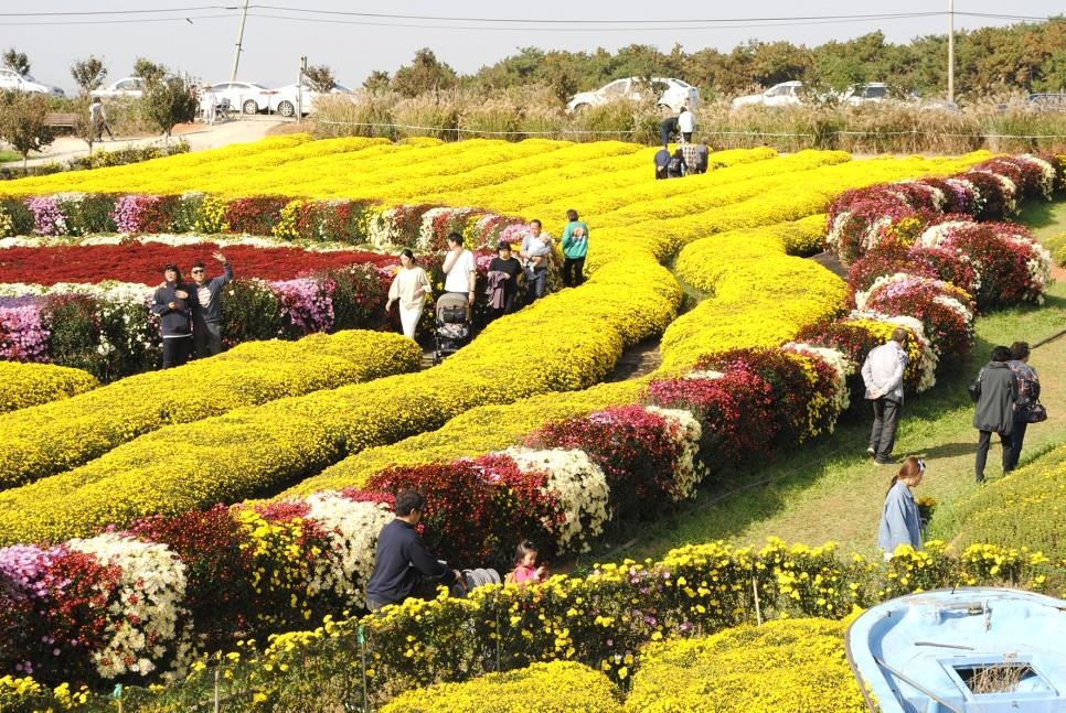 This photo of Seosan Chrysanthemum Festival was captured from the festival's official blog. (PHOTO NOT FOR SALE) (Yonhap)
