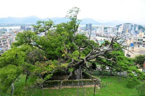 This photo provided by the Cultural Heritage Administration shows a forest designated as a natural monument in Busan on the southeast coast. (PHOTO NOT FOR SALE) (Yonhap)