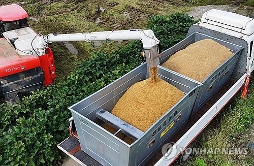 This undated file photo shows a machine harvesting rice at a paddy in the city of Yeosu, Gyeonggi Province. (Yonhap)