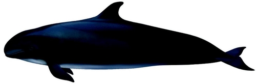 Une fausse orque. (Photo fournie par le ministère des Océans et de la Pêche) 