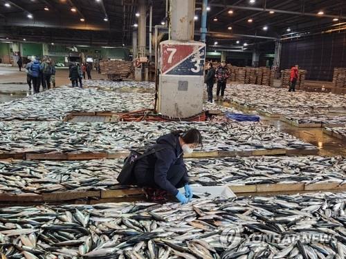 Une employée des autorités sanitaires vérifie le niveau de radiation de maquereaux à un marché aux poissons de Busan, dans le sud-est du pays, le 28 février 2023.