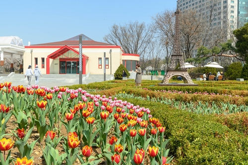 Au parc de Paris à Séoul, 30.000 tulipes commencent à fleurir