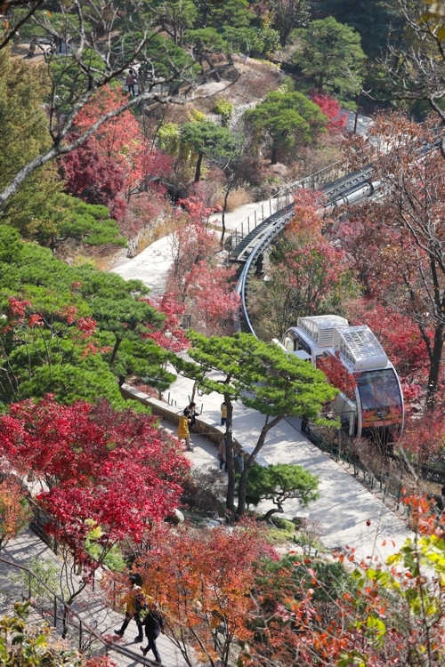 紅葉と美しく調和する松の庭園＝（聯合ニュース）