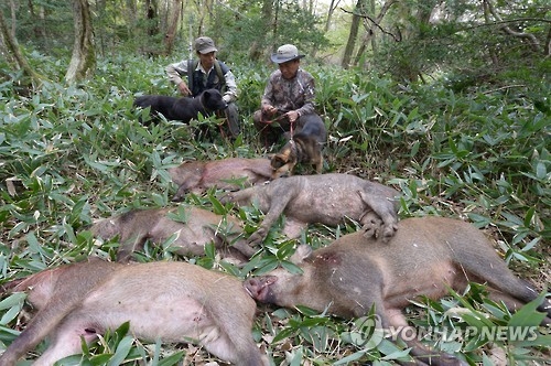 한라산에서 포획된 멧돼지. [연합뉴스 자료사진]