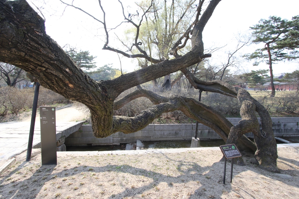 (서울=연합뉴스) 박상현 기자 = 창경궁 선인문 앞 회화나무. 18세기 초반 그림인 '동궐도'에도 묘사돼 있다.