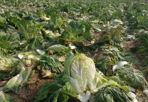 [르포] '풍년의 역설'…금값 받던 배추, 밭에 버려진 신세로