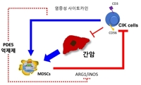 "간암 면역치료제, 면역억제세포 조절 약물과 함께 써야 효과"