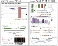 여성만 가진 '두 번째 X 염색체' 불활성 과정 규명