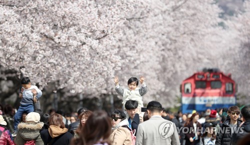 진해 벚꽃길 국내외 관광객 400만명이 밟았다