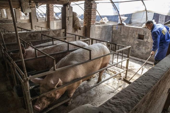 브라질은 중국 내 아프리카돼지열병 확산으로 자국산 돼지고기 수출이 늘어나 국내 수요물량이 부족해지면서 물가를 자극할 가능성을 우려하고 있다. [브라질 일간 에스타두 지 상파울루]
