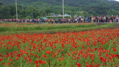 붉게 물든 꽃양귀비 장관…하동 북천 직전마을서 17일 축제