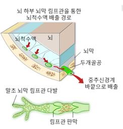 뇌막 림프관의 위치를 표현한 그림 