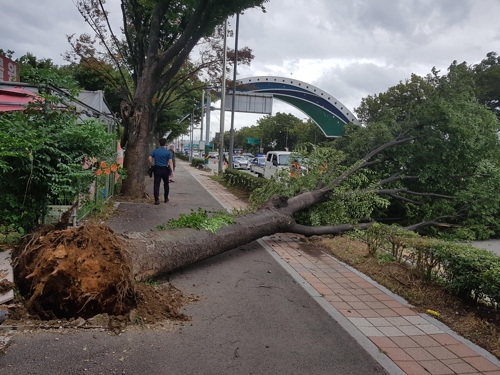 인천 남동구 구월동 도로 인근에 쓰러진 가로수