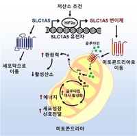 암세포에 영양분 공급하는 '유전자 변이체' 밝혀냈다