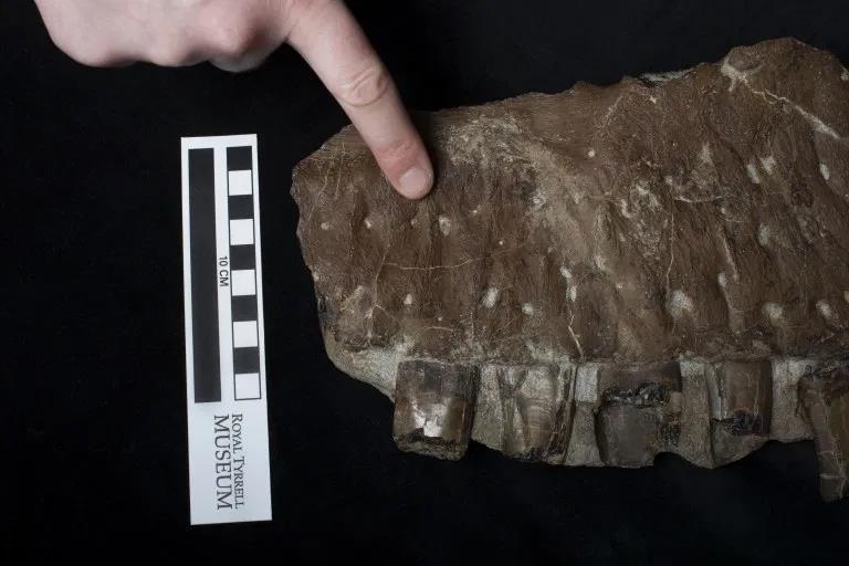 타나토테리스테스 두개골 부분 화석 