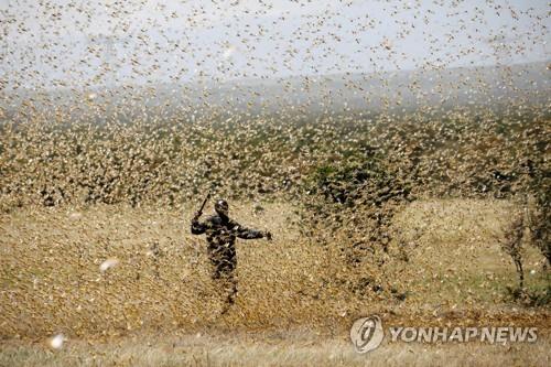 지난달 21일 아프리카 케냐의 메뚜기떼