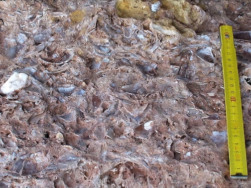 홍합 껍데기 화석 